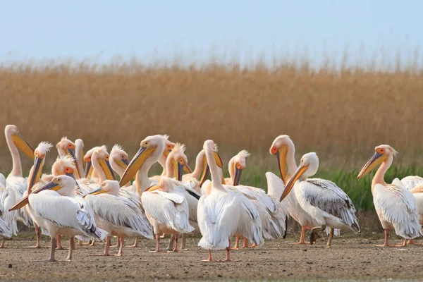 Vit Pelikan (pelecanus onocrotalus) — Stockfoto