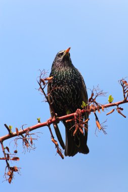 Sığırcık kuşu (sturnus vulgaris)