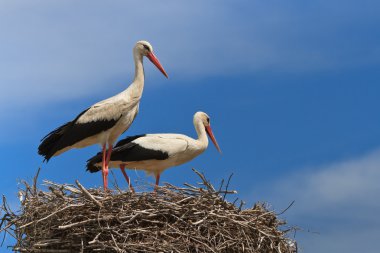 White storks clipart