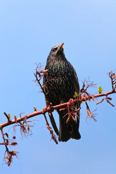Starling fågel (sturnus vulgaris) — Stockfoto