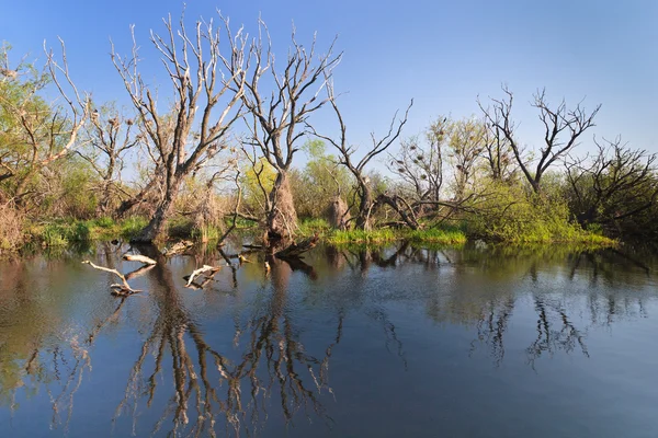 stock image River channel