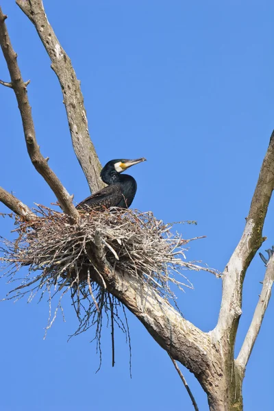 Kormoran (phalacrocorax carbo) na gniazdo — Zdjęcie stockowe
