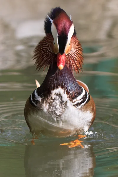 Mandarin Duck Drake (Aix Galericulata) — Stock Photo, Image