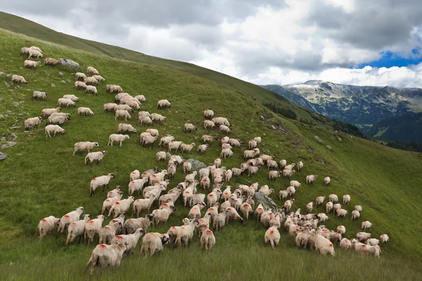 Отара овець — стокове фото