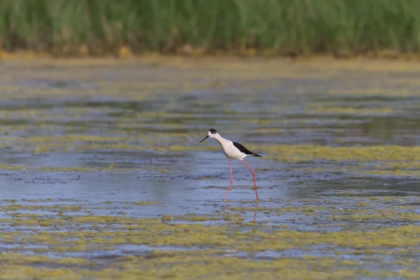 Zwart gevleugelde stilt — Stockfoto