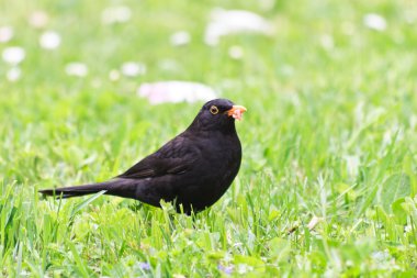 Kara Kuş (Turdus merula)