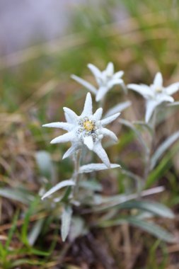 Edelweiss.