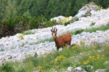 Chamois (Rupicapra Carpatica)