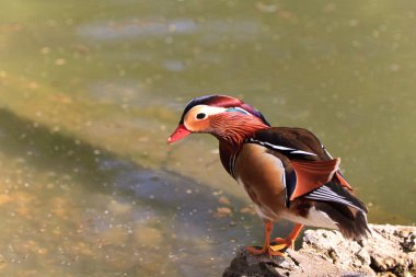 Mandarin ördeği Drake (AIX Galericulata)