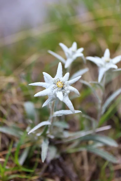 Edelweiss. —  Fotos de Stock