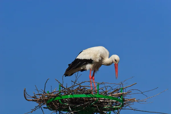 Stork i reden - Stock-foto