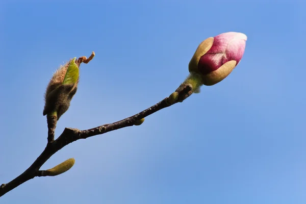 Knospe des Baumes — Stockfoto