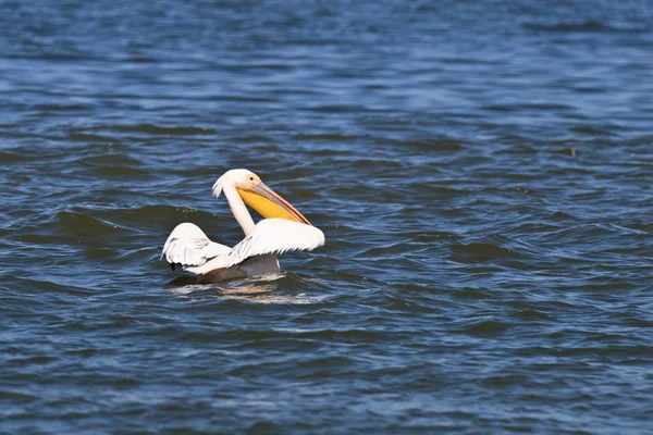 Пелікан в дельті Дунаю — стокове фото