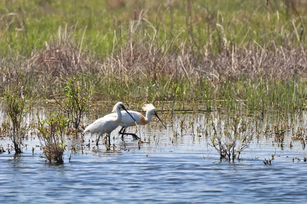 Egrets walk — Zdjęcie stockowe