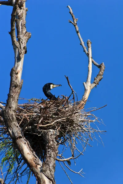 Kormoran (phalacrocorax carbo) na gniazdo — Zdjęcie stockowe