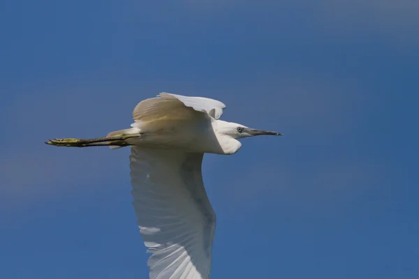 Pequeno Egret (Egretta garzetta) — Fotografia de Stock