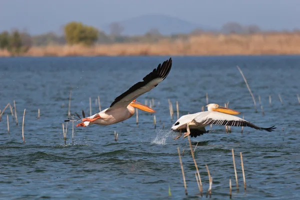 Pelicans in flight — Stock Photo, Image