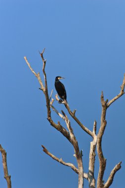 Karabatak (phalacrocorax carbo)