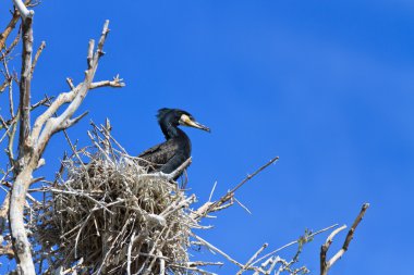 Karabatak (phalacrocorax carbo) yuva üzerinde