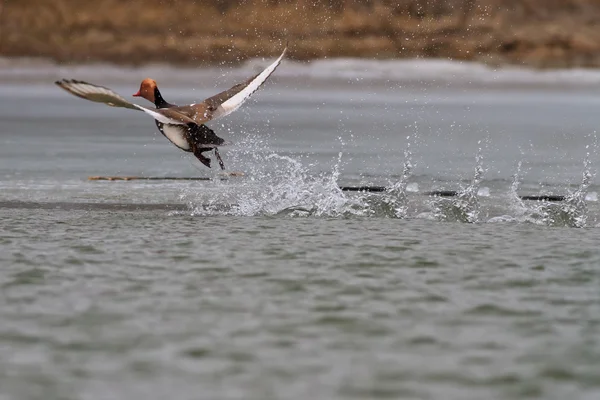 Pochard (Aythya ferina) en el lago — Foto de Stock