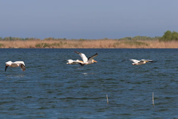 Pelicani in volo — Foto Stock