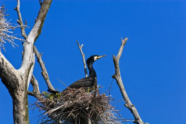 Kormorán (phalacrocorax carbo) na hnízdě — Stock fotografie