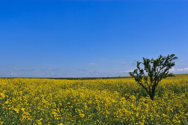 Sarı çiçek alanı — Stok fotoğraf