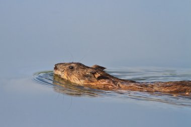 Miskrat ( Ondatra zibethica )