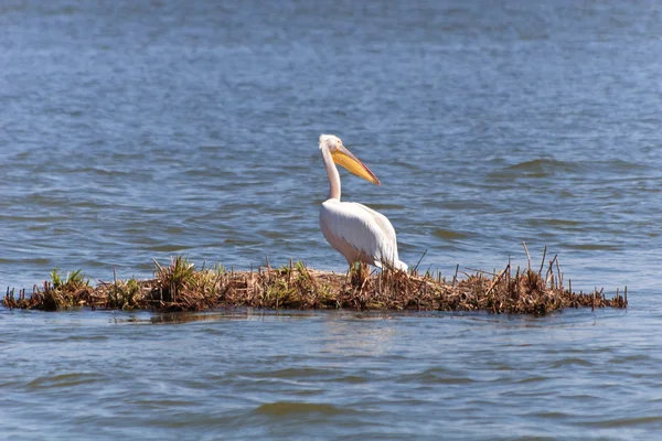 Pelícano en el delta del Danubio — Foto de Stock