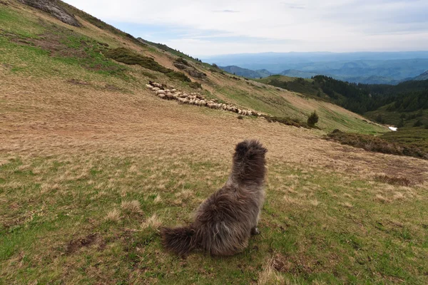 Nöbetçi koyun — Stok fotoğraf