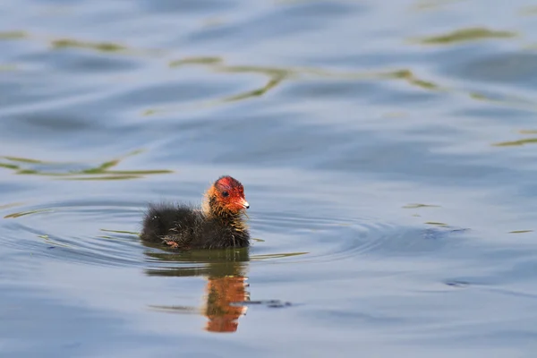 Baby coot holky — Stock fotografie