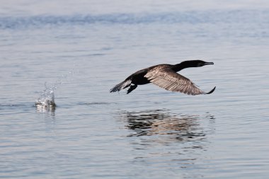 Cormorant (phalacrocorax carbo ), Danube Delta, Romania clipart