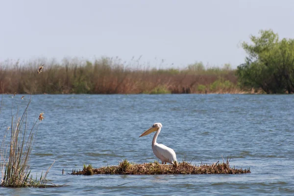 Pelicano no delta do danúbio — Fotografia de Stock