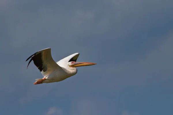 Fehér pelikán (Pelecanus onocrotalus) — Stock Fotó