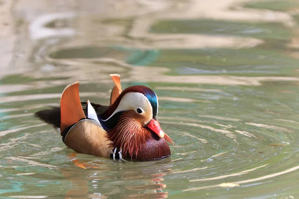 Mandarim Duck Drake — Fotografia de Stock