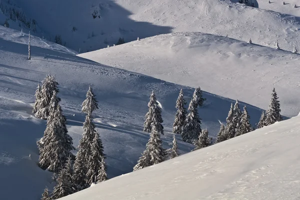 Дерева зі снігом — стокове фото