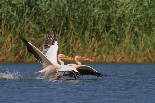 Pelicanos em voo — Fotografia de Stock