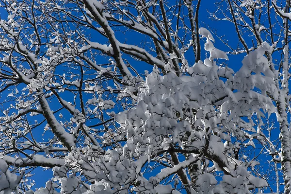 装满雪的一棵树 — 图库照片