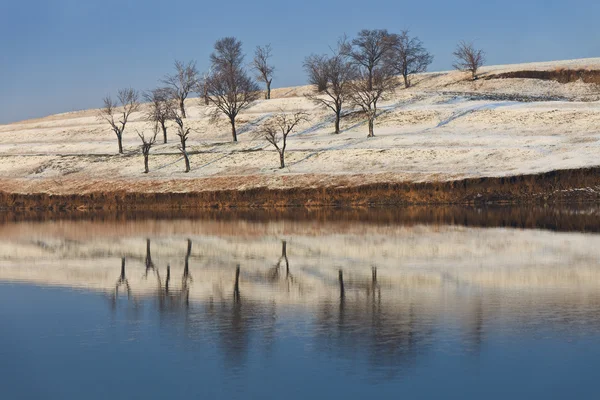 Alberi sul lago — Foto Stock