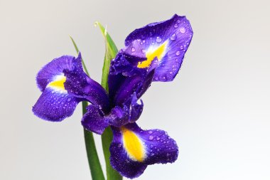 Iris flower clipart