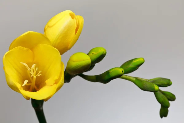 Fresia jaune — Photo