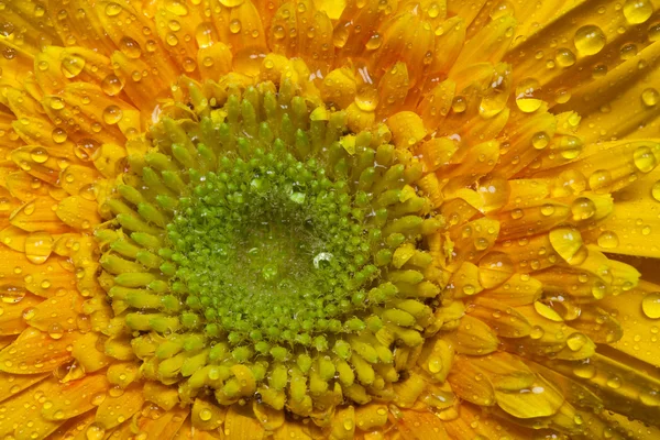 Yellow gerbera daisy — Stock Photo, Image