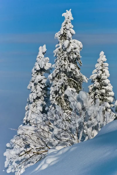 Albero nevoso — Foto Stock