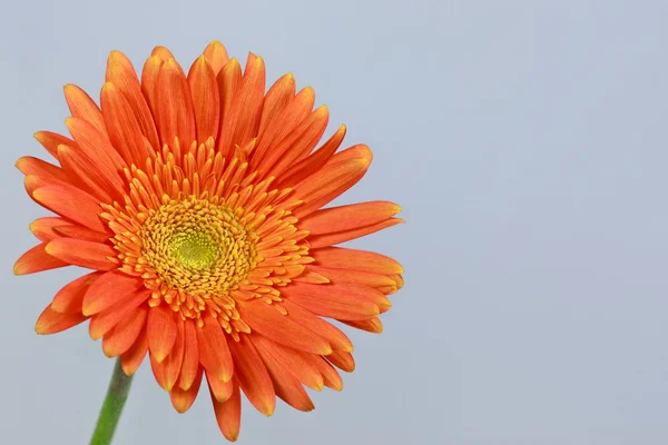 Orange gerbera daisy — Stock Photo, Image