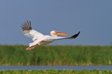 Uçuşta beyaz pelikan