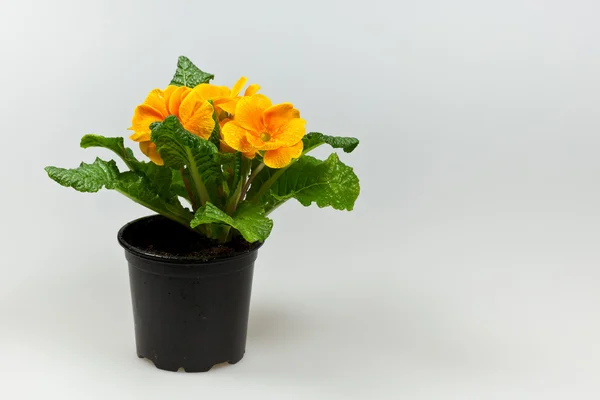 Stock image Yellow primrose