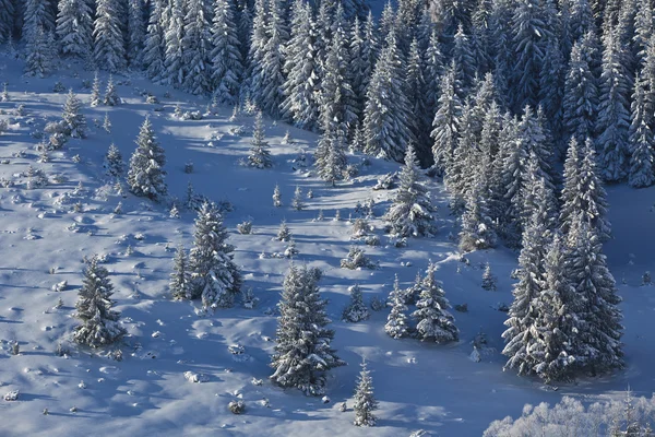 Forêt avec pins en hiver — Photo