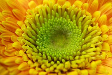 Sarı gerbera çiçek