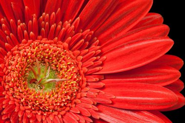 Kırmızı gerbera papatya