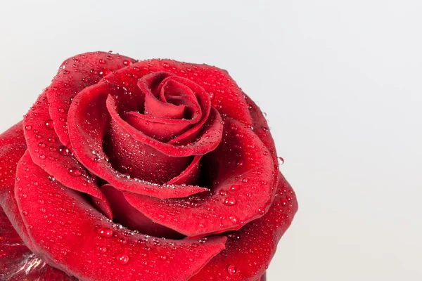 赤いバラのクローズ アップ — ストック写真